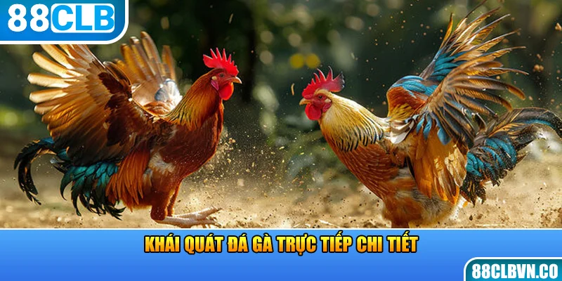 Khái quát đá gà trực tiếp chi tiết 