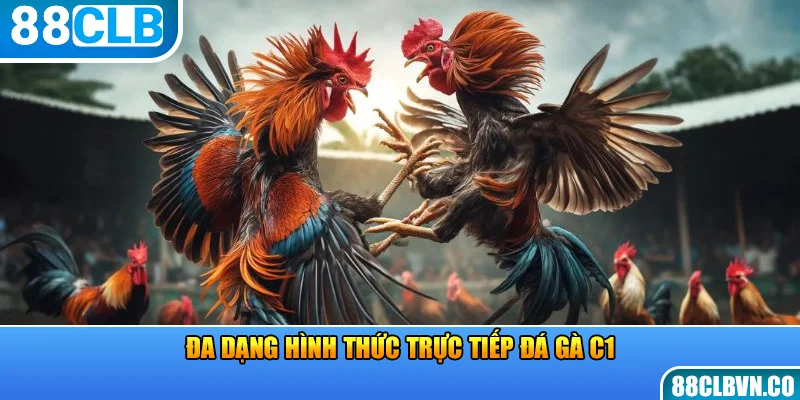 Đa dạng hình thức trực tiếp đá gà C1